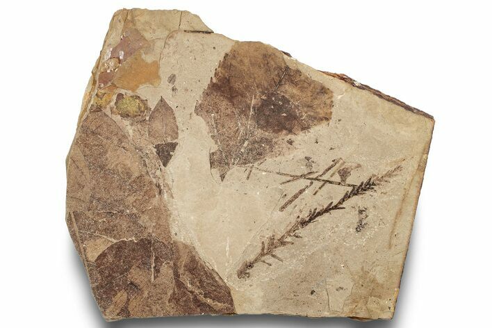 Fossil Plant (Metasequoia, Betula leopoldae) Plate - McAbee, BC #248776